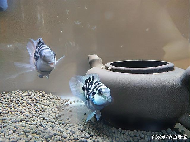 迷你鸚鵡起飛多久分缸【蘑菇寵醫(yī)，迷你鸚鵡魚起飛后怎么辦】