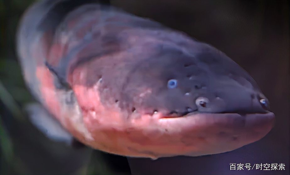 電鰻最害怕三個(gè)東西【電鰻為什么如此懼怕鱷魚？】