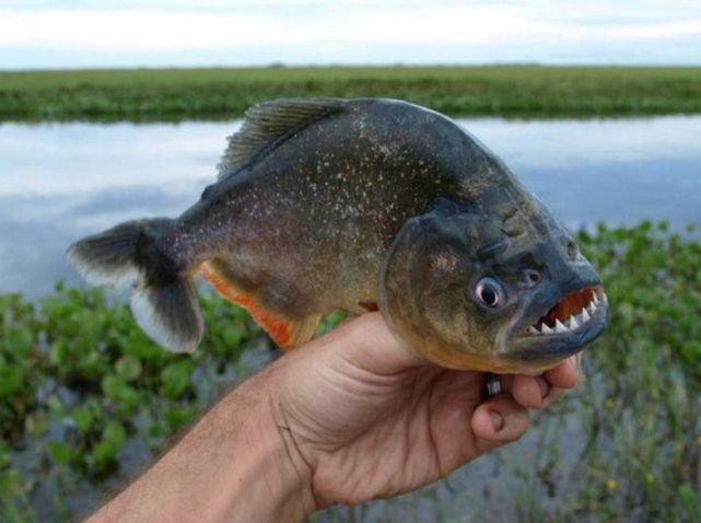 電鰻最害怕三個(gè)東西【電鰻為什么如此懼怕鱷魚？】