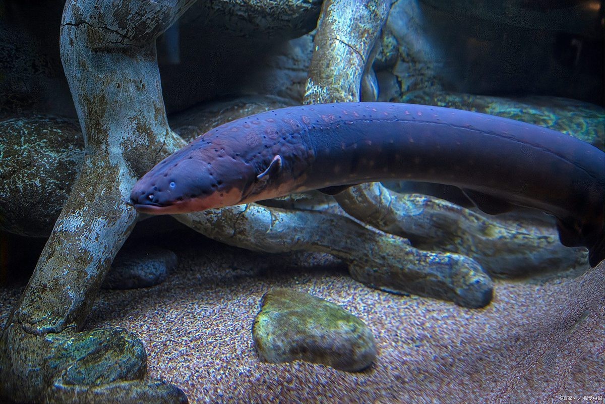 電鰻最害怕三個(gè)東西【電鰻為什么如此懼怕鱷魚？】