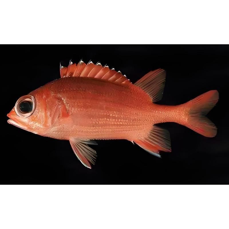 紅鐵甲魚是什么魚【紅鐵甲魚有哪些品種】