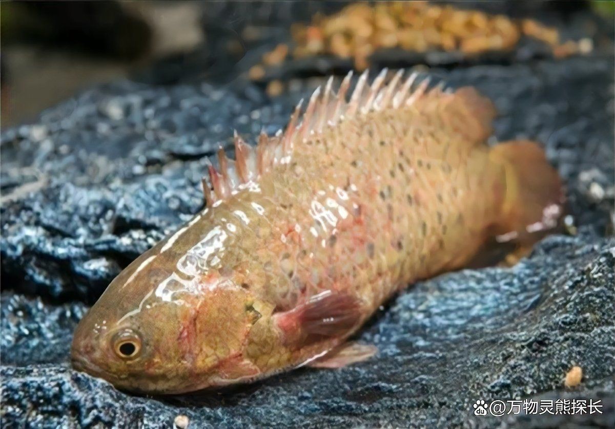 紅鐵甲魚是什么魚【紅鐵甲魚有哪些品種】