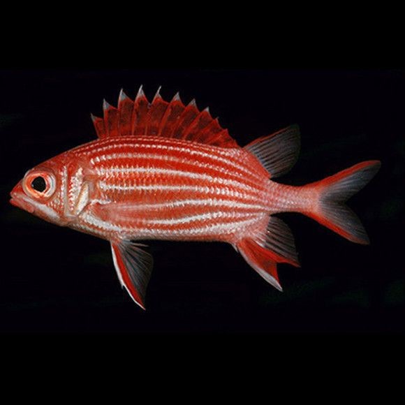 紅鐵甲魚是什么魚【紅鐵甲魚有哪些品種】