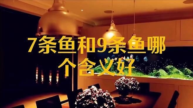 養魚7條和9條有何區別?【7條和9條在視覺感受、風水寓意及養護難度上存在一定區別】 龍魚百科 第1張 養魚7條和9條有何區別?【7條和9條在視覺感受、風水寓意及養護難度上存在一定區別】 養魚7條和9條有何區別?【7條和9條在視覺感受、風水寓意及養護難度上存在一定區別】 龍魚百科 第1張