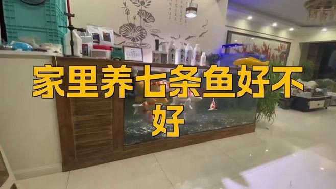 養魚7條和9條有何區別?【7條和9條在視覺感受、風水寓意及養護難度上存在一定區別】 龍魚百科 第4張 養魚7條和9條有何區別?【7條和9條在視覺感受、風水寓意及養護難度上存在一定區別】 養魚7條和9條有何區別?【7條和9條在視覺感受、風水寓意及養護難度上存在一定區別】 龍魚百科 第4張