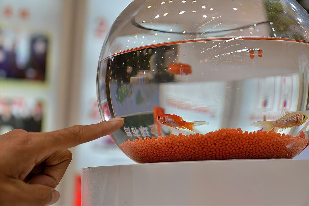 金龍魚總部大廈有多大，金龍魚總部大廈——金龍魚大廈
