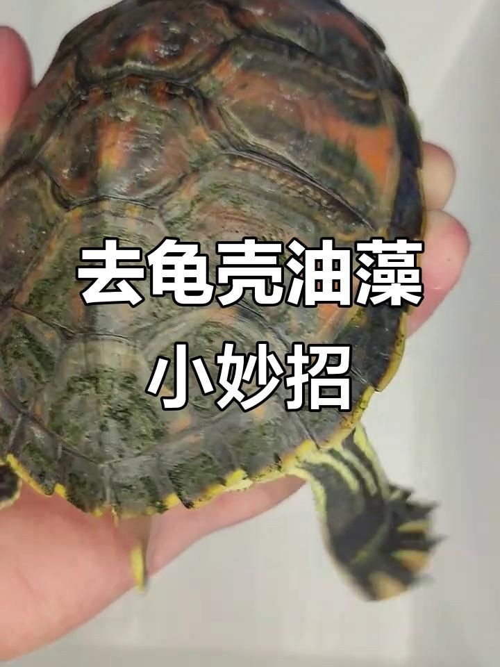 龍龜的清潔方法【烏龜的日常護理要點全解析】