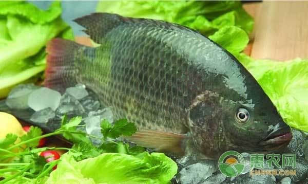 連續下雨魚浮頭正常嗎【連續下雨后魚浮頭多久會恢復魚浮頭多久會恢復】