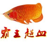福龍魚的視頻在哪里可以找到【如何找到福龍魚的視頻？】