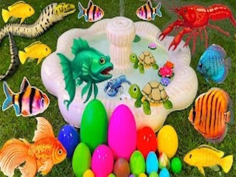 觀賞魚視頻大全全集免費觀看【《觀賞魚視頻大全全集免費觀看》】 觀賞魚視頻大全全集免費觀看【《觀賞魚視頻大全全集免費觀看》】 龍魚論壇 第1張