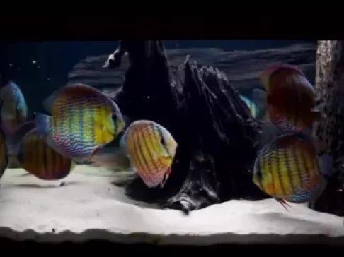 觀賞魚視頻大全全集免費觀看【《觀賞魚視頻大全全集免費觀看》】 觀賞魚視頻大全全集免費觀看【《觀賞魚視頻大全全集免費觀看》】 龍魚論壇 第3張