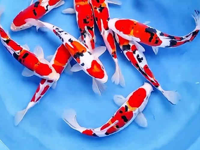 德系紅白錦鯉圖片【從德國鏡鯉到日本錦鯉】
