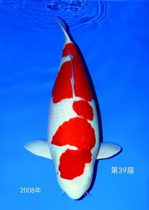 德系紅白錦鯉圖片【從德國鏡鯉到日本錦鯉】