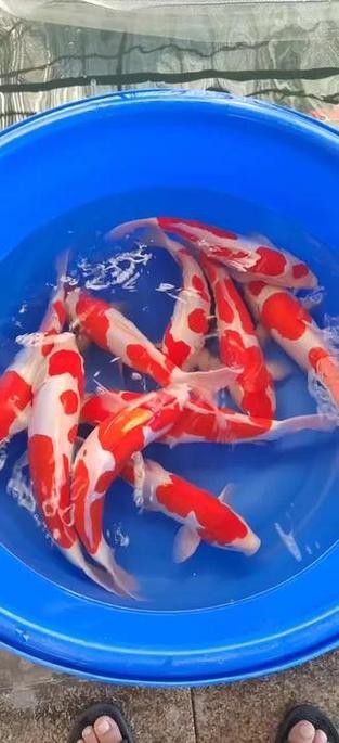 德系紅白錦鯉圖片【從德國鏡鯉到日本錦鯉】