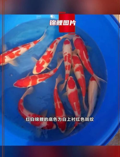 德系紅白錦鯉圖片【從德國鏡鯉到日本錦鯉】