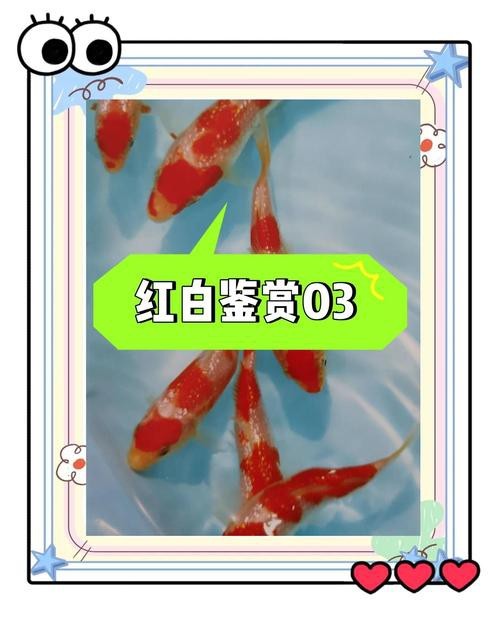 德系紅白錦鯉圖片【從德國鏡鯉到日本錦鯉】