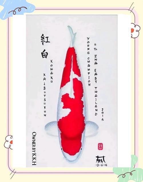 德系紅白錦鯉圖片【從德國鏡鯉到日本錦鯉】