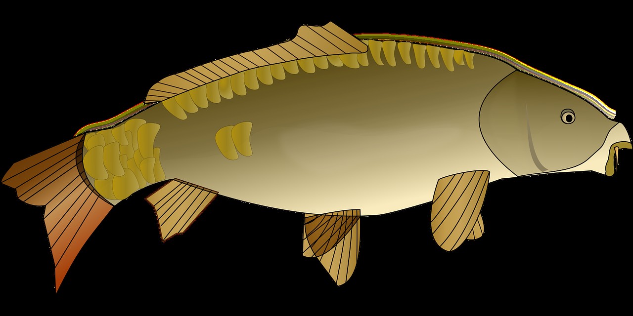 龍魚松鱗病會自愈嗎？【陳臘梅魚鱗病自愈案例：龍魚松鱗病會自愈嗎劉雯敏魚鱗病能自愈嗎】
