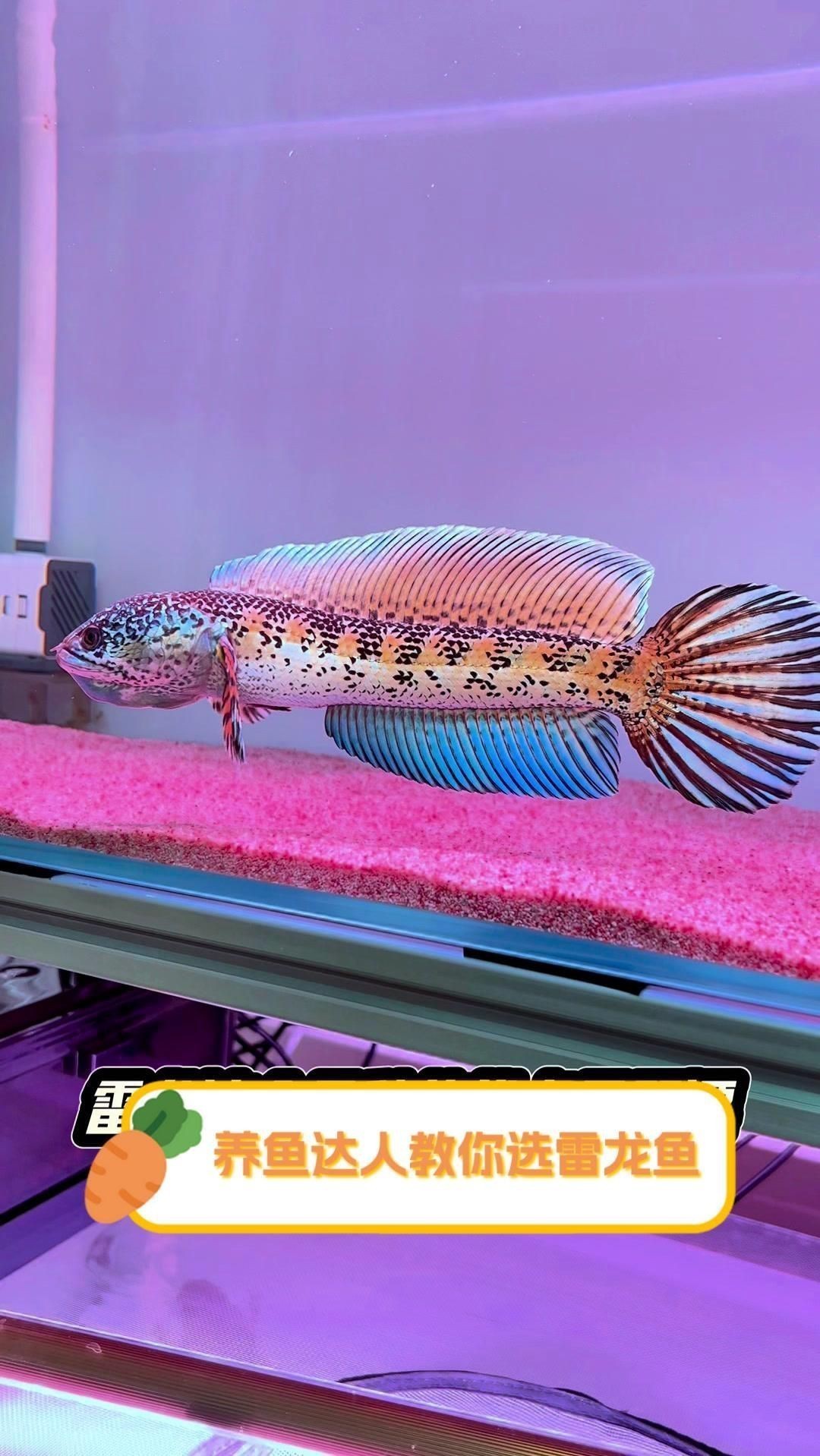 如何挑選健康的雷龍魚？【養魚達人教你選雷龍魚全民小視頻】