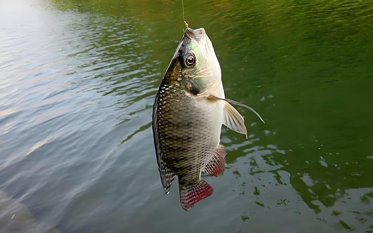最耐活的魚第一名【夏季釣魚最耐活的魚第一名】 最耐活的魚第一名【夏季釣魚最耐活的魚第一名】 龍魚論壇 第2張