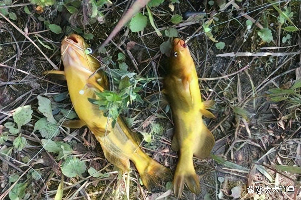 最耐活的魚第一名【夏季釣魚最耐活的魚第一名】 最耐活的魚第一名【夏季釣魚最耐活的魚第一名】 龍魚論壇 第4張