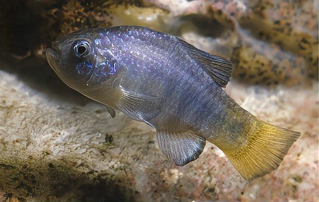 最耐活的魚第一名【夏季釣魚最耐活的魚第一名】 最耐活的魚第一名【夏季釣魚最耐活的魚第一名】 龍魚論壇 第1張