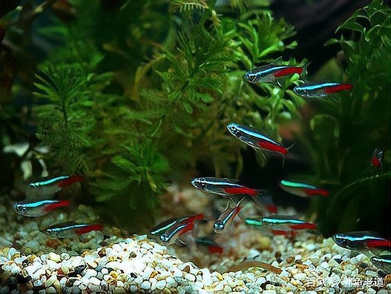 最耐活的魚第一名【夏季釣魚最耐活的魚第一名】 最耐活的魚第一名【夏季釣魚最耐活的魚第一名】 龍魚論壇 第5張