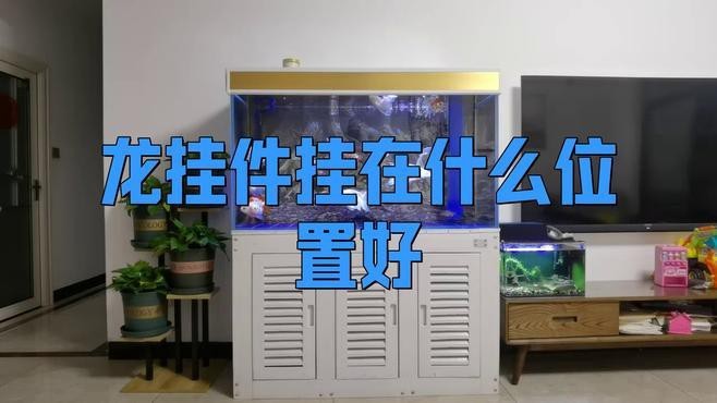 如何正確擺放龍頭魚掛件？【《如何正確擺放龍頭魚掛件》】
