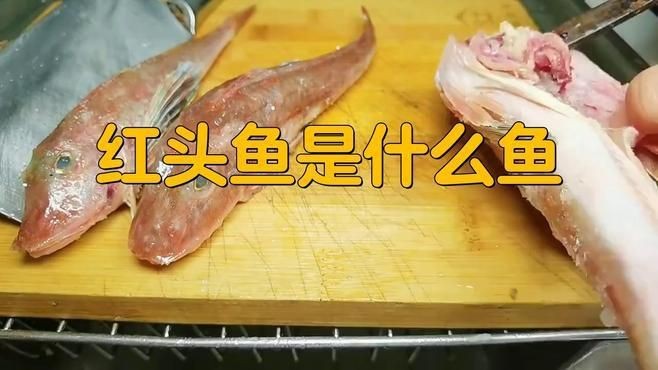紅頭調魚和普通紅頭魚區別【頭調魚和普通紅頭魚在多個方面存在顯著區別】 龍魚論壇 第2張 紅頭調魚和普通紅頭魚區別【頭調魚和普通紅頭魚在多個方面存在顯著區別】 紅頭調魚和普通紅頭魚區別【頭調魚和普通紅頭魚在多個方面存在顯著區別】 龍魚論壇 第2張