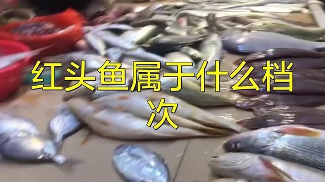 紅頭調魚和普通紅頭魚區別【頭調魚和普通紅頭魚在多個方面存在顯著區別】 龍魚論壇 第9張 紅頭調魚和普通紅頭魚區別【頭調魚和普通紅頭魚在多個方面存在顯著區別】 紅頭調魚和普通紅頭魚區別【頭調魚和普通紅頭魚在多個方面存在顯著區別】 龍魚論壇 第9張