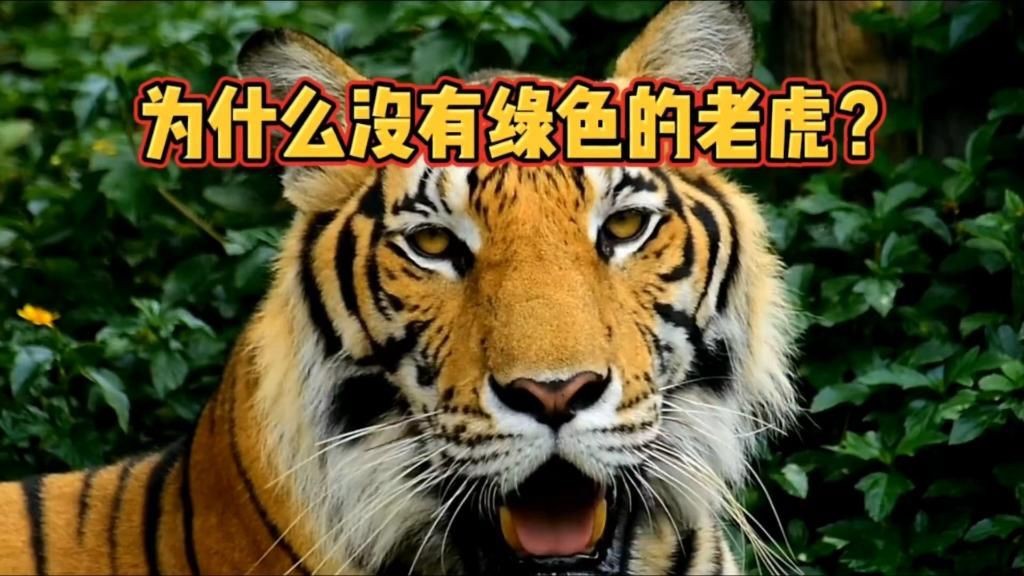 綠老虎【《綠老虎》綠老虎的神秘魅力揭秘】