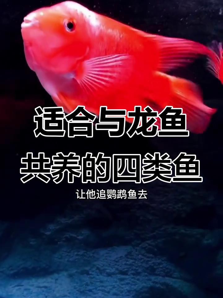 有哪些適合與龍魚和鸚鵡魚混養(yǎng)的魚？【龍魚和鸚鵡魚混養(yǎng)的注意事項】