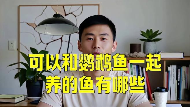 有哪些適合與龍魚和鸚鵡魚混養(yǎng)的魚？【龍魚和鸚鵡魚混養(yǎng)的注意事項】