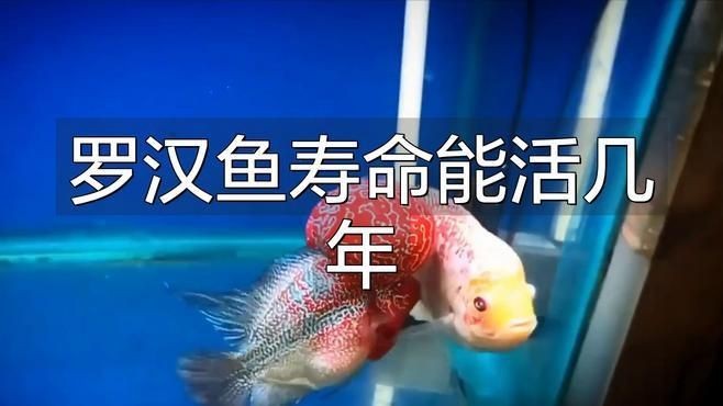羅漢魚壽命最長的品種【珍珠系羅漢魚能活多久】