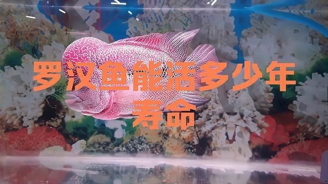 羅漢魚壽命最長的品種【珍珠系羅漢魚能活多久】