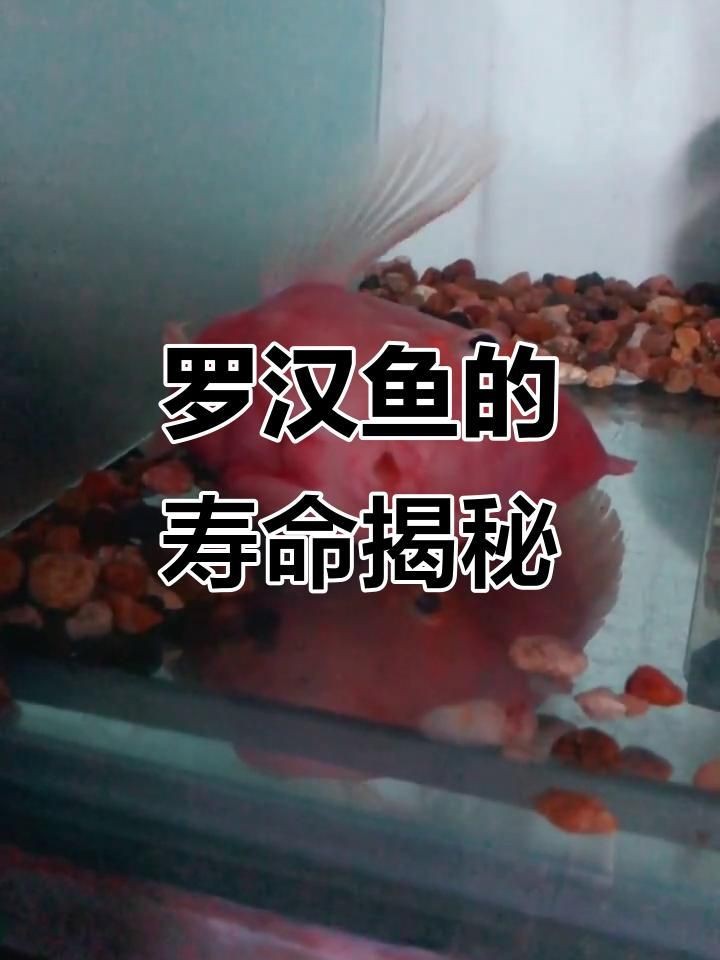 羅漢魚壽命最長的品種【珍珠系羅漢魚能活多久】