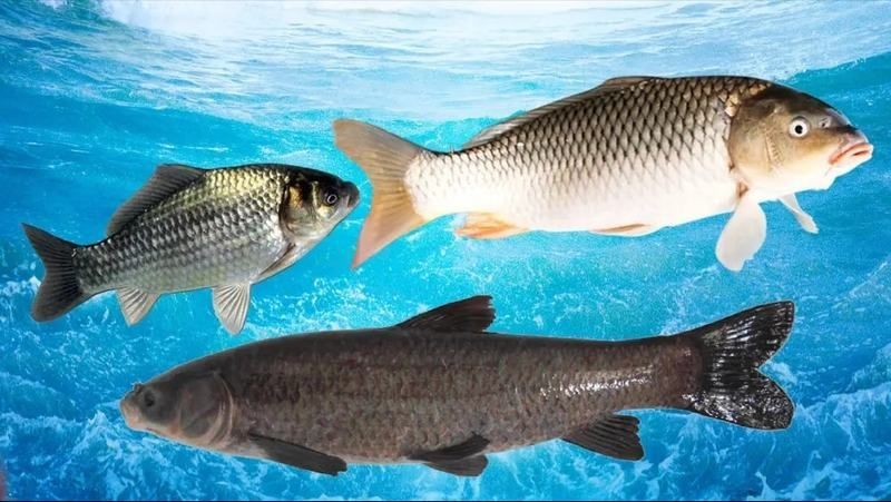 龍魚(yú)能隨便殺嗎【“龍魚(yú)能隨便殺嗎”男子好心放生“金龍魚(yú)”卻遭全網(wǎng)抵制】