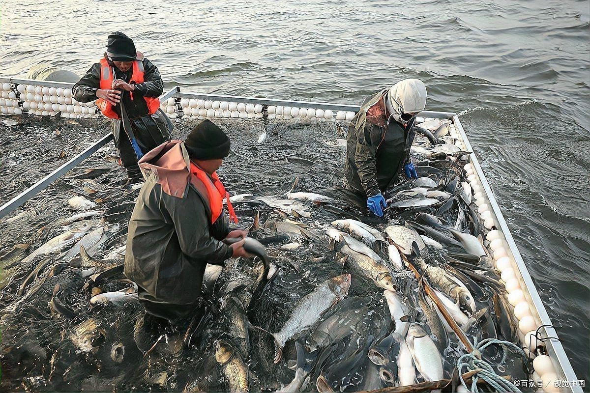 龍魚(yú)能隨便殺嗎【“龍魚(yú)能隨便殺嗎”男子好心放生“金龍魚(yú)”卻遭全網(wǎng)抵制】