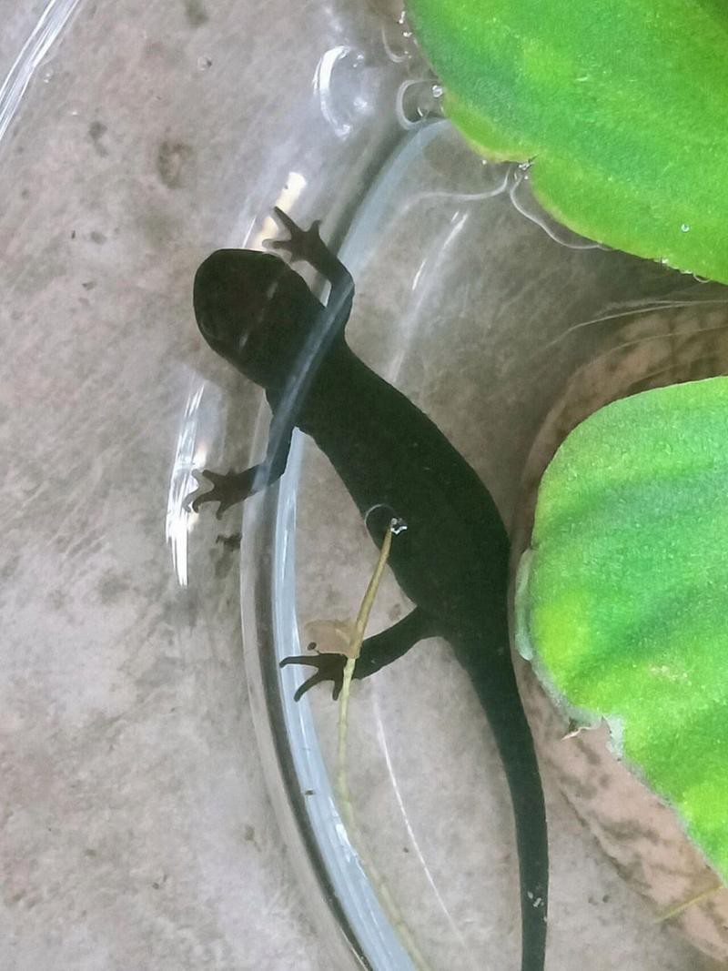 小火龍魚對(duì)哪些玩具最感興趣？【小火龍魚對(duì)特定類型玩具興趣濃厚】
