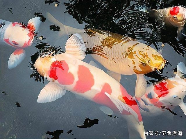錦鯉轉世的三個特征【《錦鯉仙子的神秘故事》】 錦鯉轉世的三個特征【《錦鯉仙子的神秘故事》】 龍魚百科 第4張