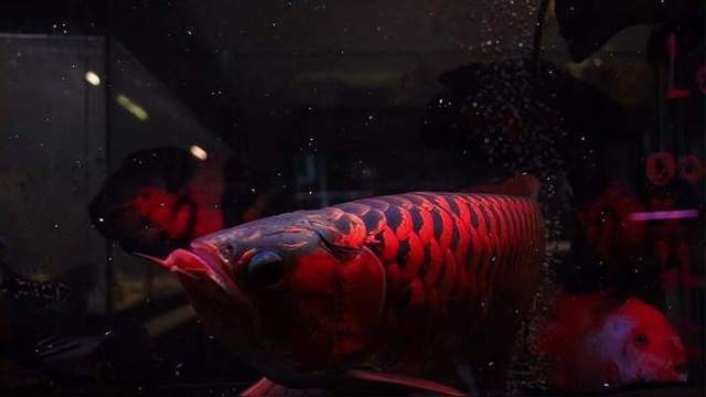 龍魚立鱗多久會死？【龍魚立鱗后的生存時間因素而異】