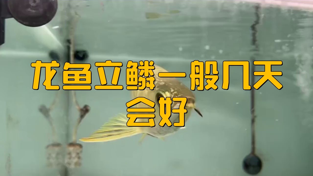 龍魚立鱗多久會死？【龍魚立鱗后的生存時間因素而異】