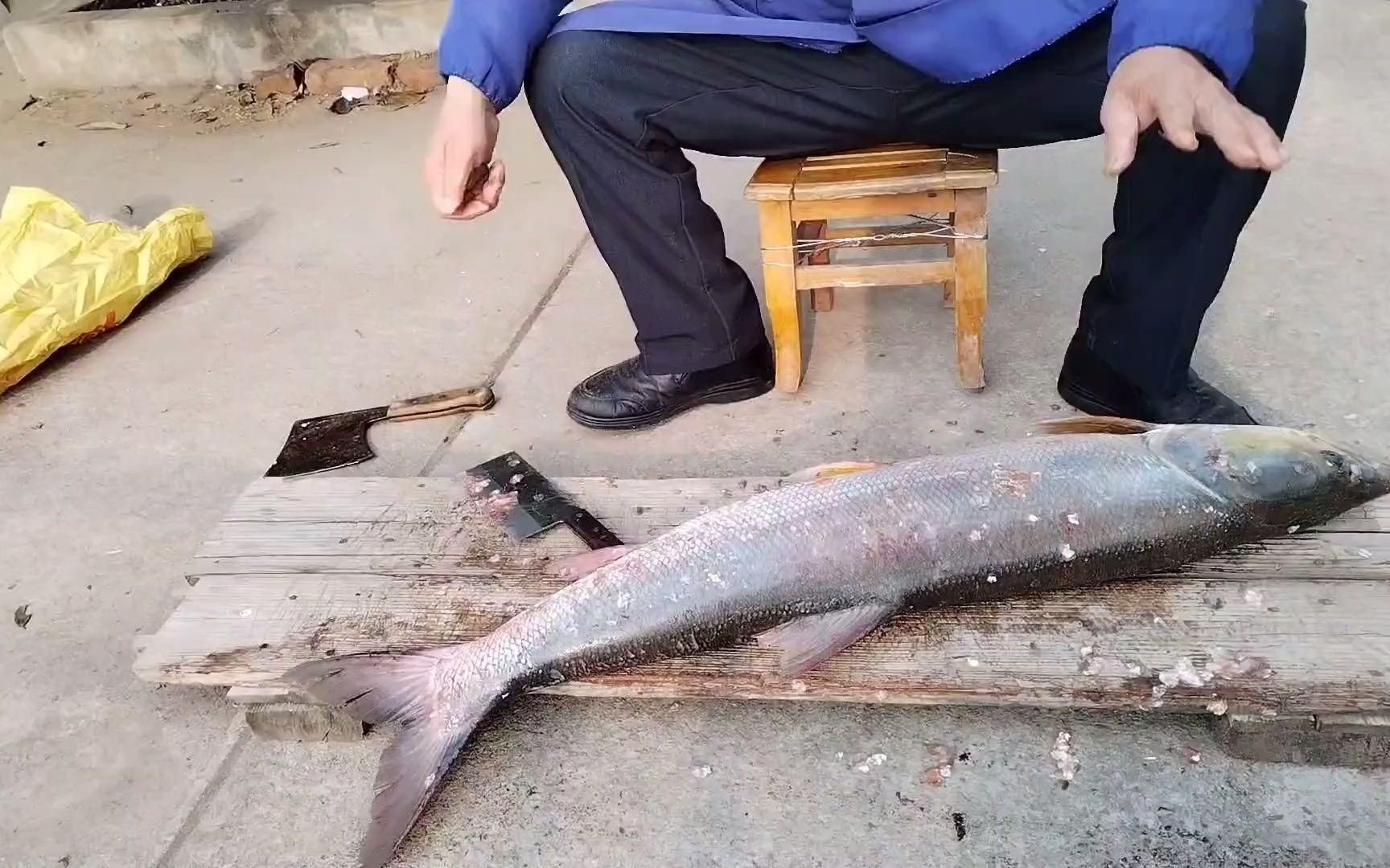 老虎魚貴不貴【老虎魚價格一般多少錢一斤】 老虎魚貴不貴【老虎魚價格一般多少錢一斤】 龍魚百科 第3張