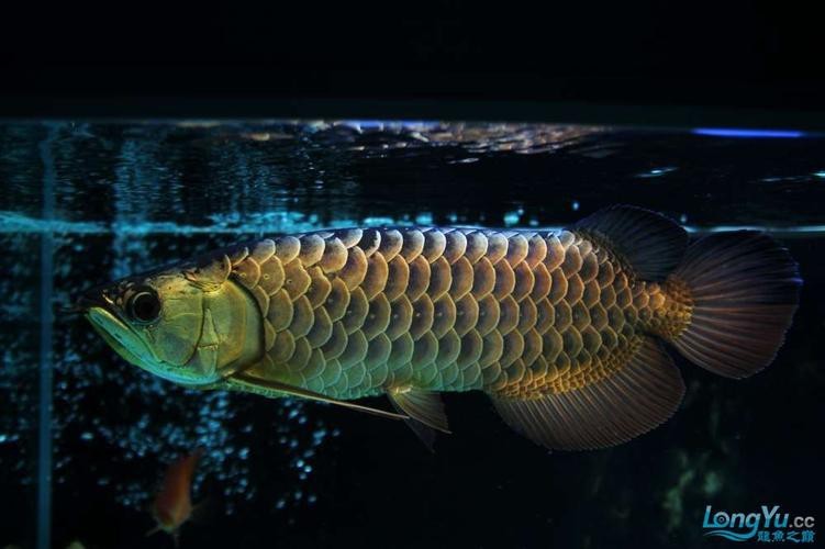 七彩金龍魚圖片【《七彩金龍魚的絢爛之美》】 龍魚論壇 第7張 七彩金龍魚圖片【《七彩金龍魚的絢爛之美》】 七彩金龍魚圖片【《七彩金龍魚的絢爛之美》】 龍魚論壇 第7張