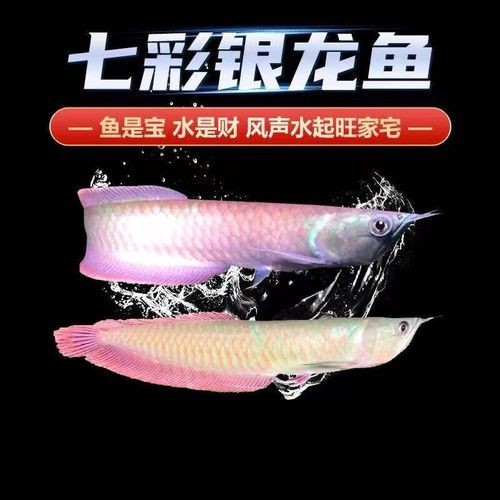 七彩金龍魚圖片【《七彩金龍魚的絢爛之美》】 龍魚論壇 第12張 七彩金龍魚圖片【《七彩金龍魚的絢爛之美》】 七彩金龍魚圖片【《七彩金龍魚的絢爛之美》】 龍魚論壇 第12張