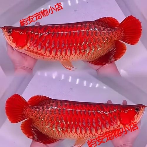 七彩金龍魚圖片【《七彩金龍魚的絢爛之美》】 龍魚論壇 第14張 七彩金龍魚圖片【《七彩金龍魚的絢爛之美》】 七彩金龍魚圖片【《七彩金龍魚的絢爛之美》】 龍魚論壇 第14張