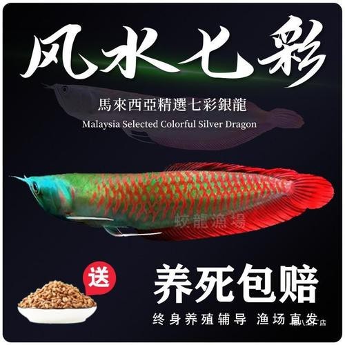 七彩金龍魚圖片【《七彩金龍魚的絢爛之美》】 龍魚論壇 第11張 七彩金龍魚圖片【《七彩金龍魚的絢爛之美》】 七彩金龍魚圖片【《七彩金龍魚的絢爛之美》】 龍魚論壇 第11張