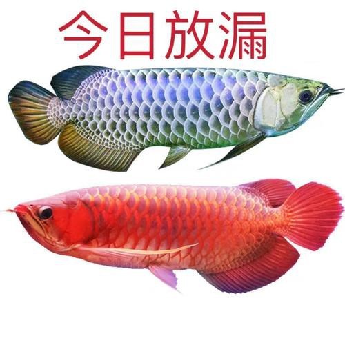 七彩金龍魚圖片【《七彩金龍魚的絢爛之美》】 龍魚論壇 第17張 七彩金龍魚圖片【《七彩金龍魚的絢爛之美》】 七彩金龍魚圖片【《七彩金龍魚的絢爛之美》】 龍魚論壇 第17張