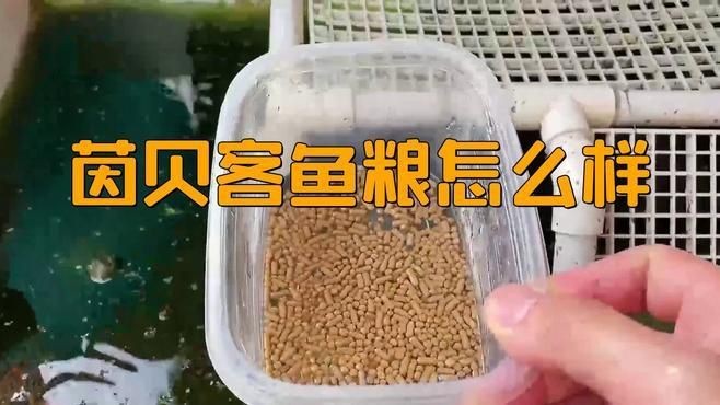錦鯉飼料最好三個牌子【#錦鯉飼料最好三個牌子摘要，優(yōu)質(zhì)飼料對錦鯉生長發(fā)育、體色增艷至關(guān)重要】