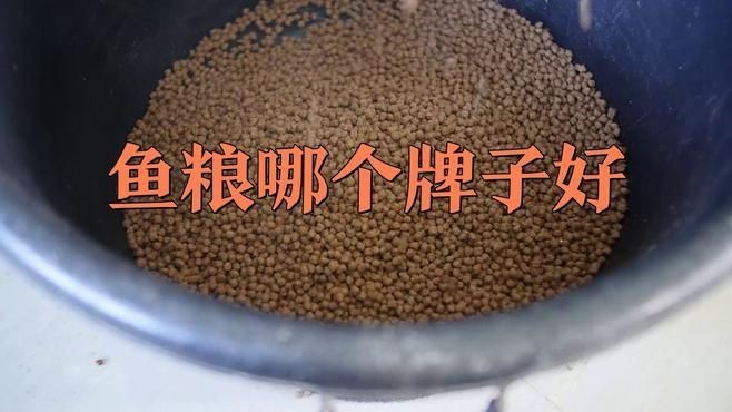 錦鯉飼料最好三個牌子【#錦鯉飼料最好三個牌子摘要，優(yōu)質(zhì)飼料對錦鯉生長發(fā)育、體色增艷至關(guān)重要】